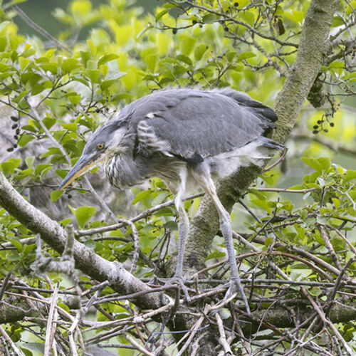 Heron Chick