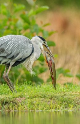 Heron Eats Trout