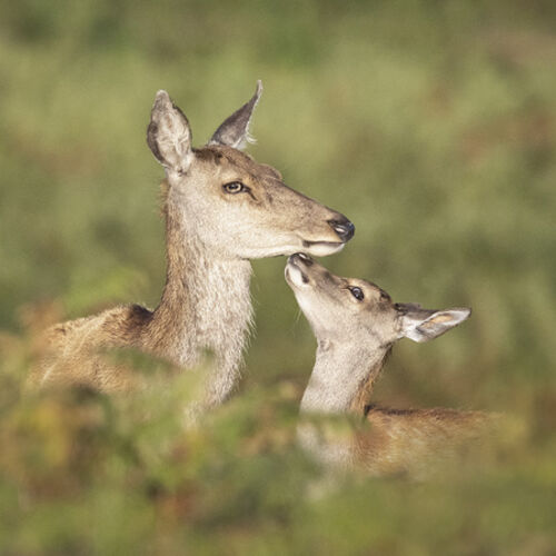 Hind and Fawn