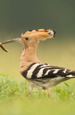 Hoopoe and Grub