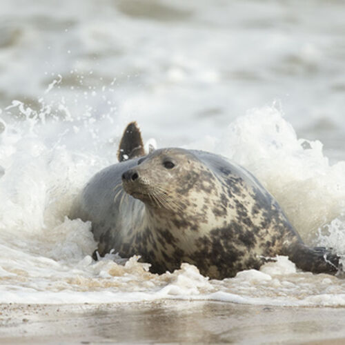 In the Wave