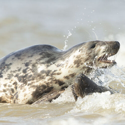 In the Waves