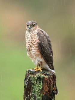 Female Sparrowhawk in Rain