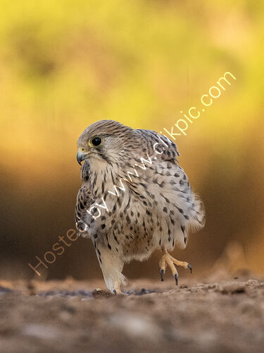 Kestrel in Autimn