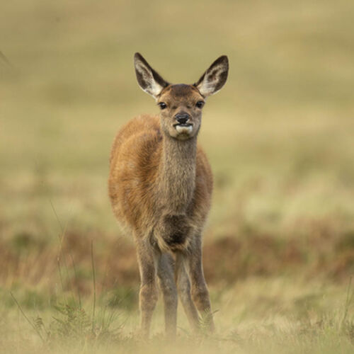 Little Fawn