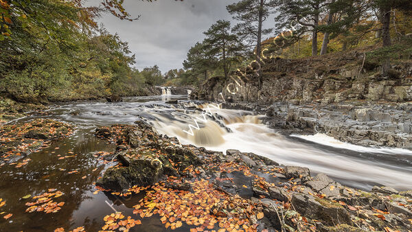 Low Force in Autumn
