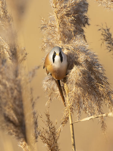 Male Bearded Reedling