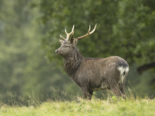 Male Sika