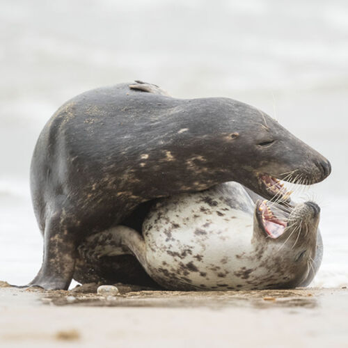 Mating Seals