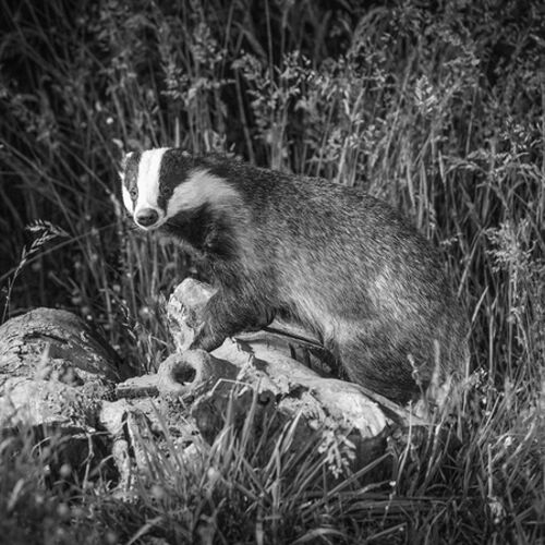 Mono Badger