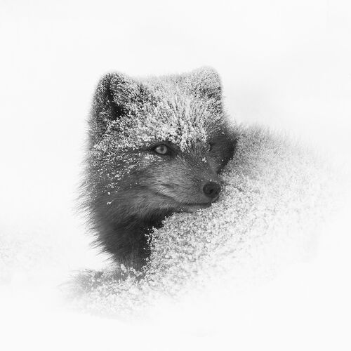 Mono Fox in Snow