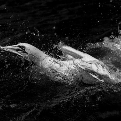 Mono Gannet and Fish