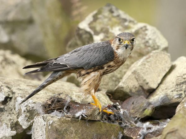 More Rain on the Merlin