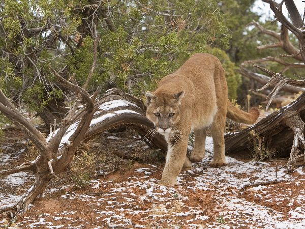 Mountain Lion in Snow