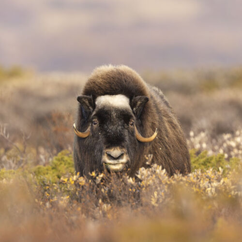 Musk Ox in Autumn