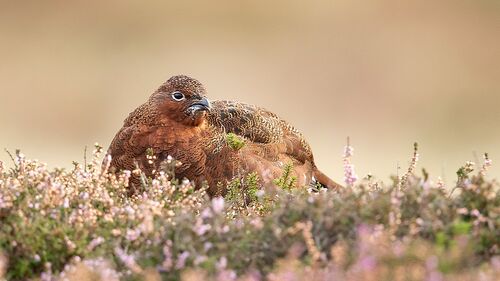 On Heather