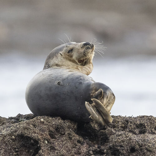 On the Rock