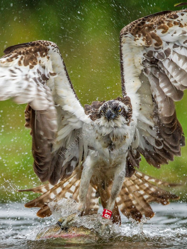 Osprey and Trout Close Up