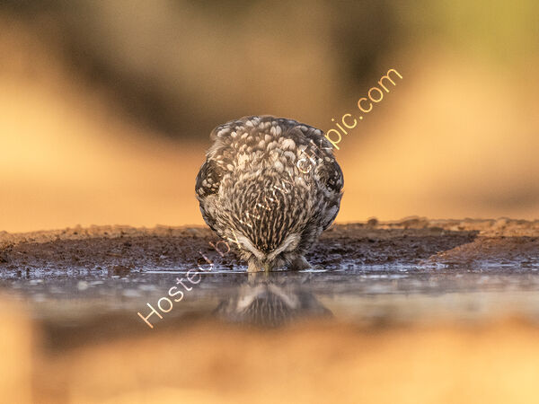 Owl Drinking