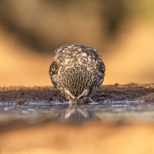 Owl Drinking