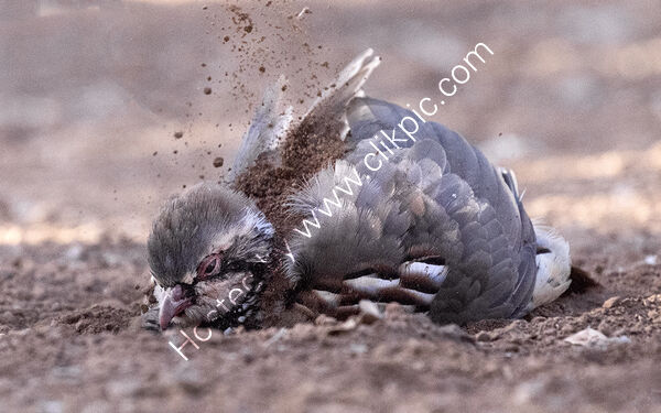 Partridge Dust Bath