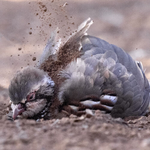 Partridge Dust Bath