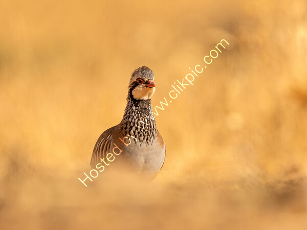Partridge in Autumn