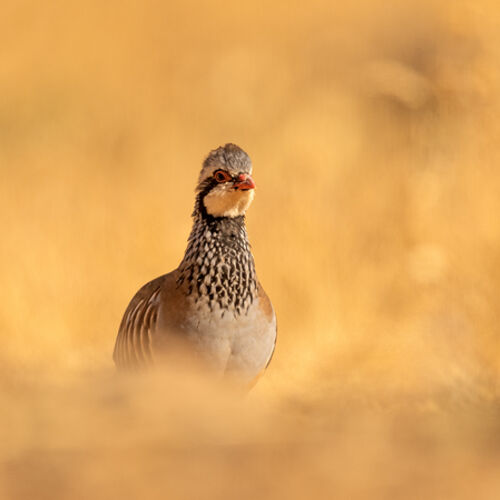 Partridge in Autumn