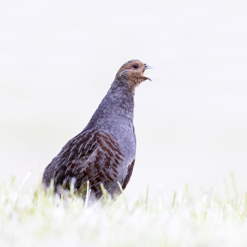 Partridge