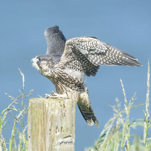 Peregrine 2