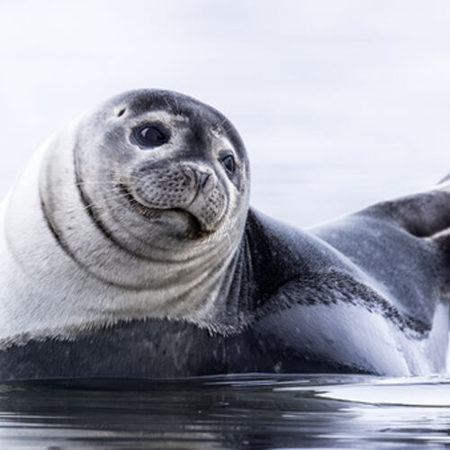 Project 279 ^SEQN^ copy