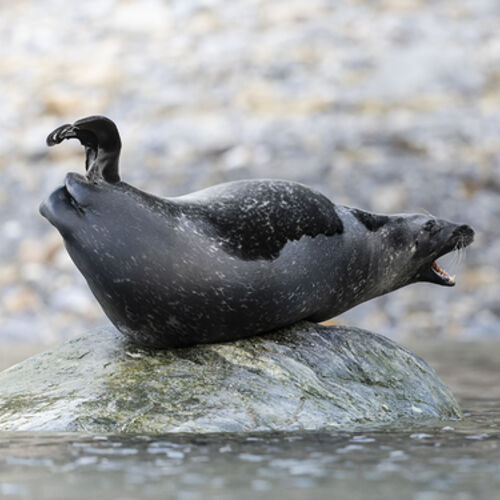 Project 280 ^SEQN^ copy