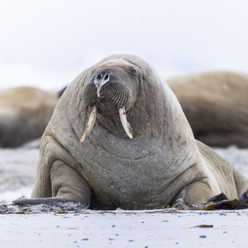 Walrus