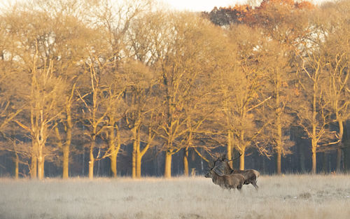 Red Deer at Sunset