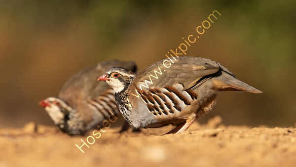 Red Footed Partridge Drinking