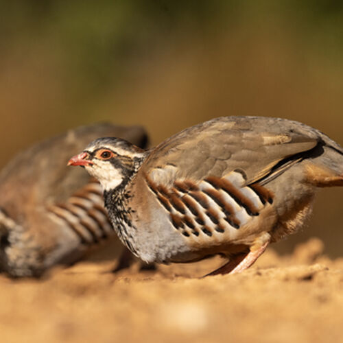 Red Footed Partridge Drinking