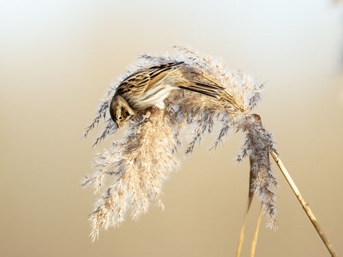 Reed Bunting