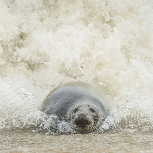 Riding the Waves