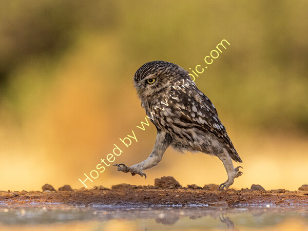 Runing Little Owl