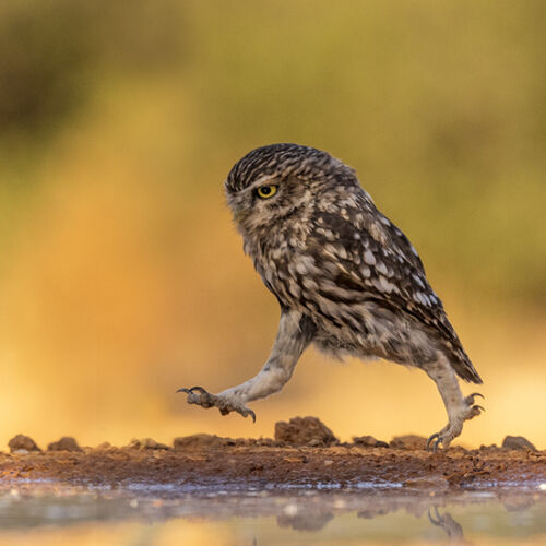 Runing Little Owl