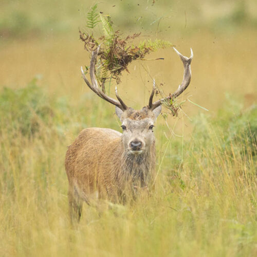 Rutting
