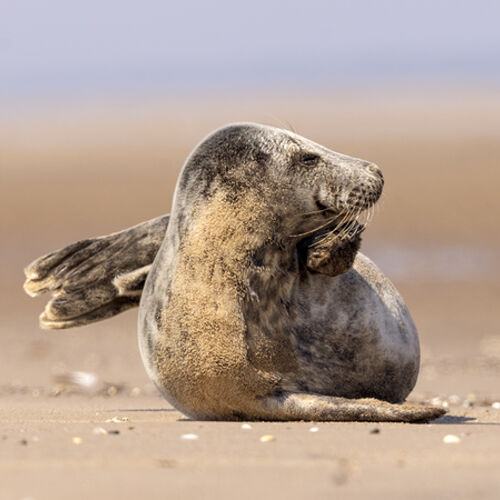 Sand on Seal