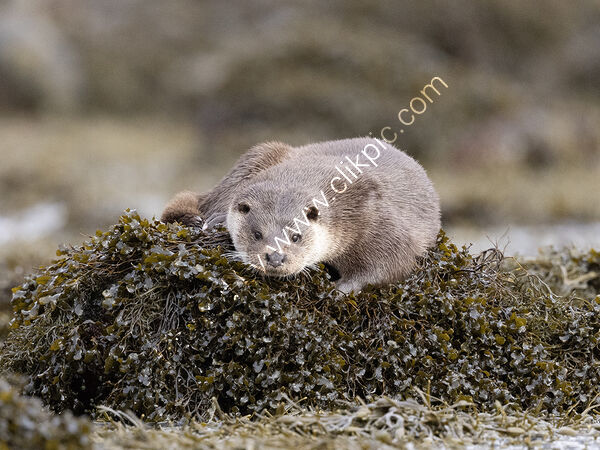Sea Otter on Seaweed
