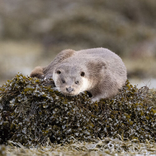 Sea Otter on Seaweed