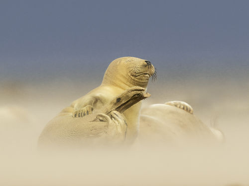 Seal in Sandstorm1