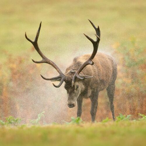 Shaking Red in Rain