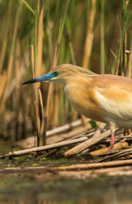 Squacco Heron