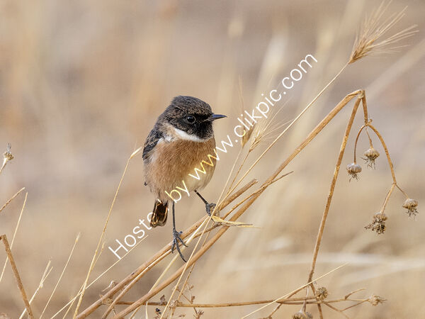 Stonechat