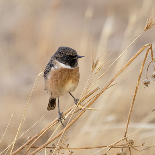 Stonechat