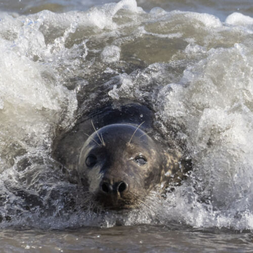 Surfing Seal